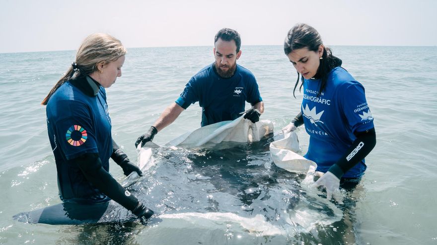 La Fundación Oceanogràfic consolida su liderazgo en conservación marina con un balance récord en 2025