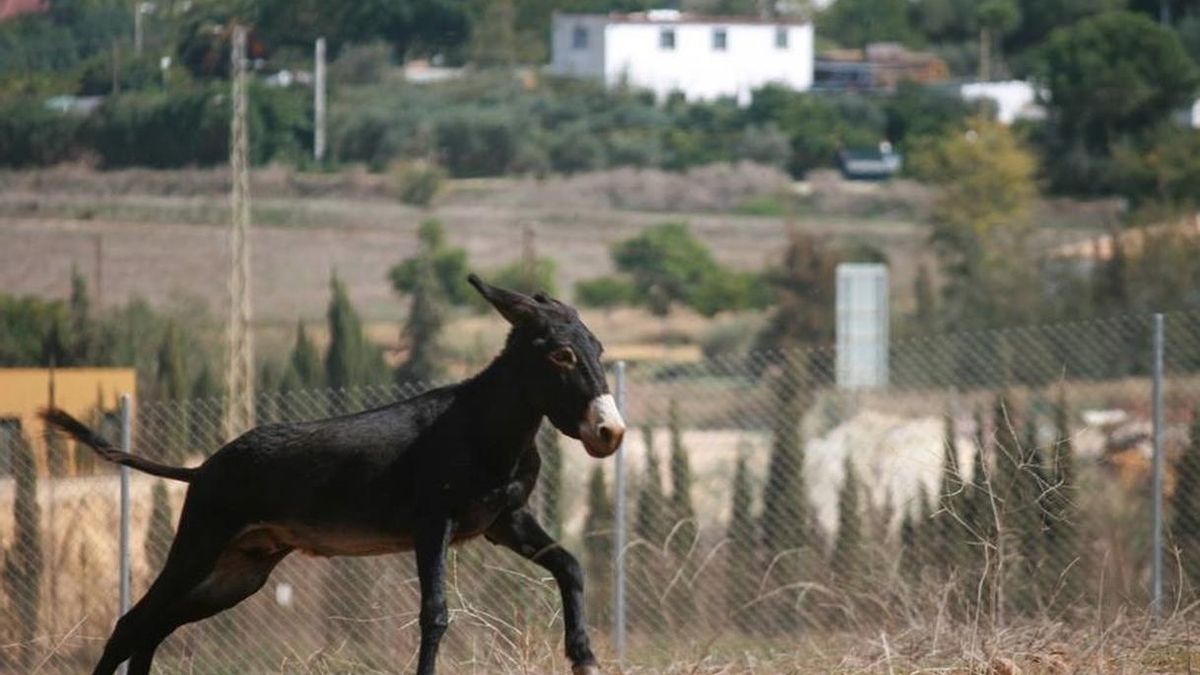 Condenan a los dos menores acusados de herir al burro 'Capitán' a un año en centro de día