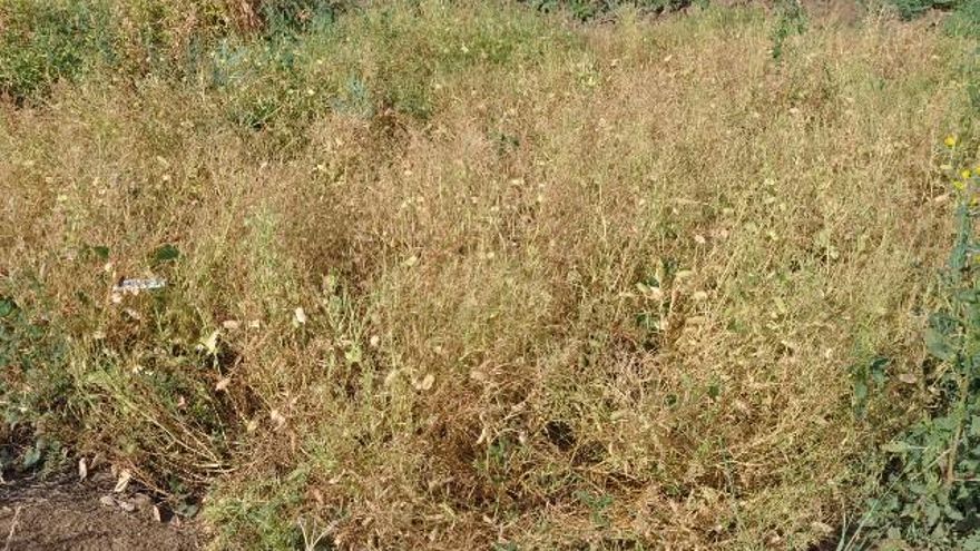 Plantación de pedruelos listos para cosechar en León.