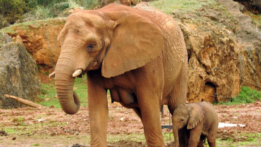 Archivo - Elefanta nacida en Cabárceno el 22 de febrero de 2020