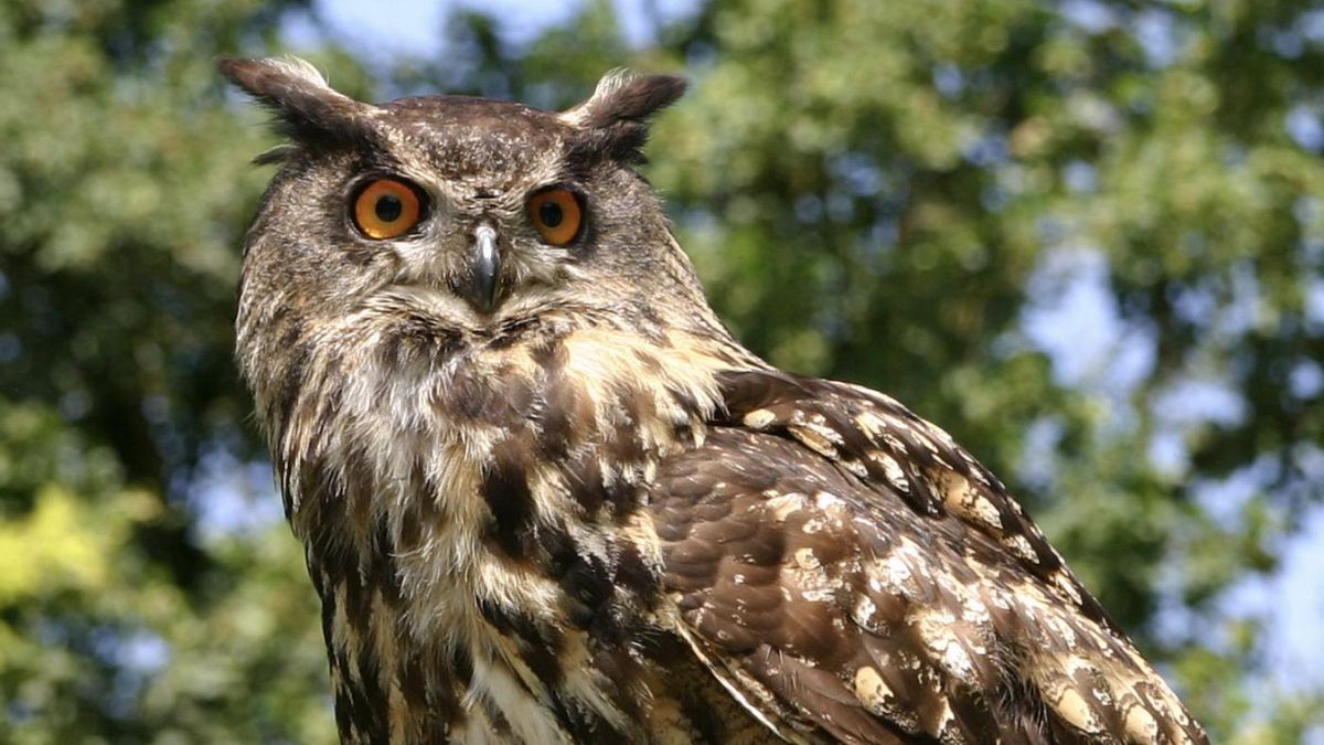 Las plumas del búho y su piel porosa permiten que el animal vuele sin generar sonido