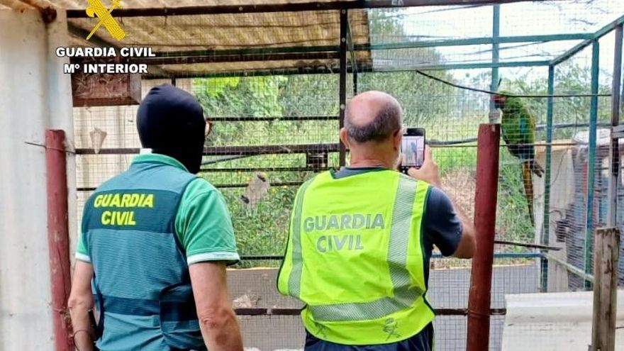 Recuperación del Guacamayo Militar robado