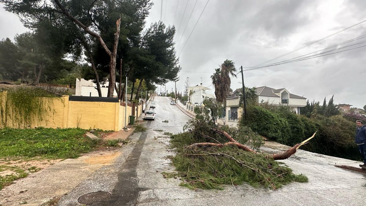 Parques y Jardines está retirando las ramas, troncos y restos de los árboles caídos, que en algunos casos dificultaban la circulación de los vehículos. La mayoría de las caídas han sido en Huerta Alta y Capellanía, y en calles de Pinos de Alhaurín.