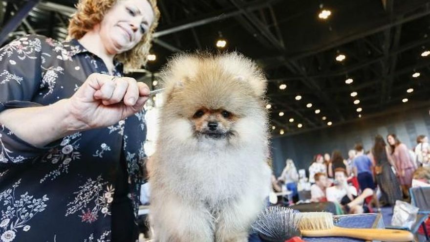 XXI Exposición Internacional Canina de León. / Carlos S. Campillo / ICAL