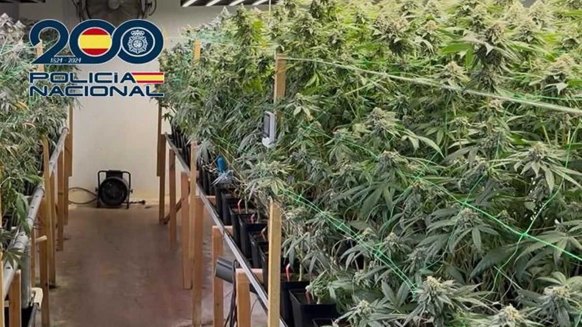 Un hombre y una mujer detenidos por un cultivo de marihuana detectado por el alto consumo eléctrico en Ponferrada