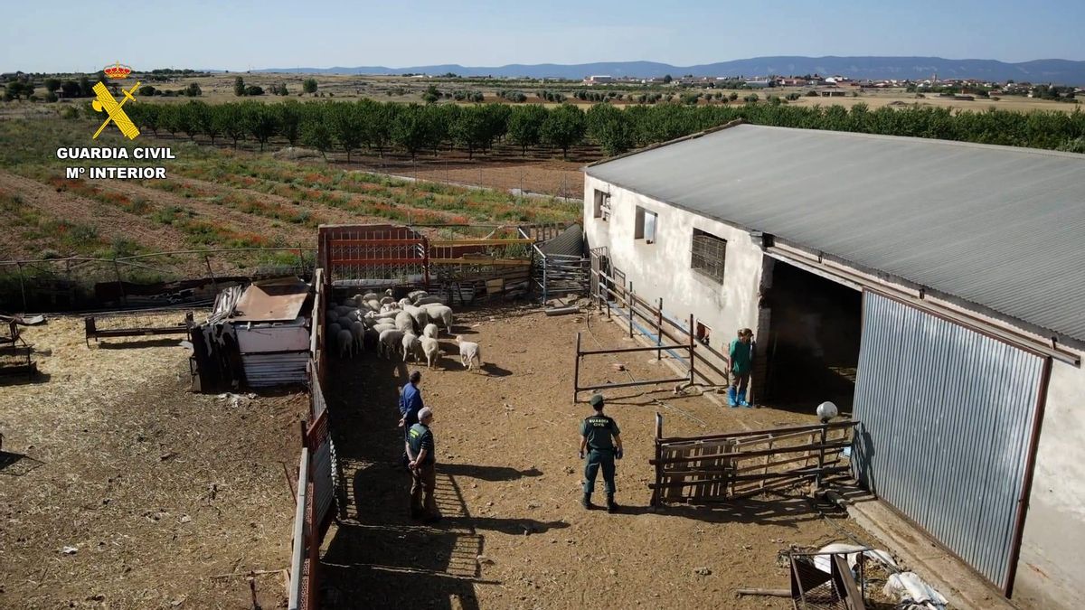 Un detenido y dos investigados en Toledo por sacrificar y comercializar corderos de una explotación sin control sanitario