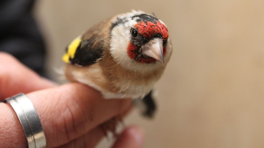 Caza furtiva y tráfico: la España adicta a los pájaros cantores