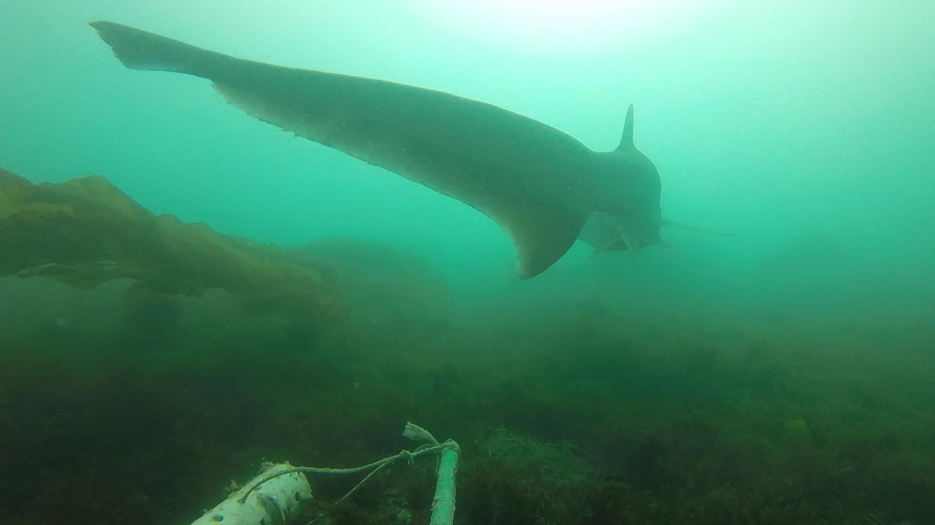 Cazón visto mediante estaciones de video subacuáticas con cebo (BRUVs) en Chubut, Patagonia argentina.