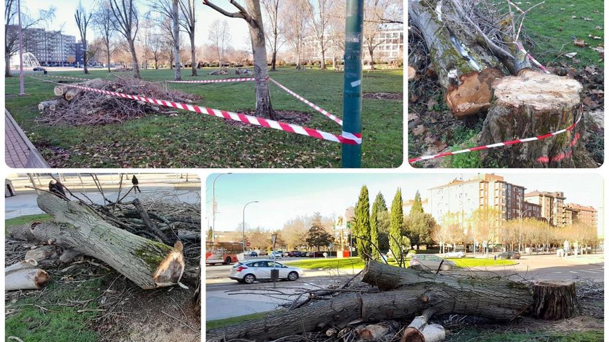 El Ayuntamiento de León inicia la tala masiva de grandes árboles sin esperar al estudio de su estado