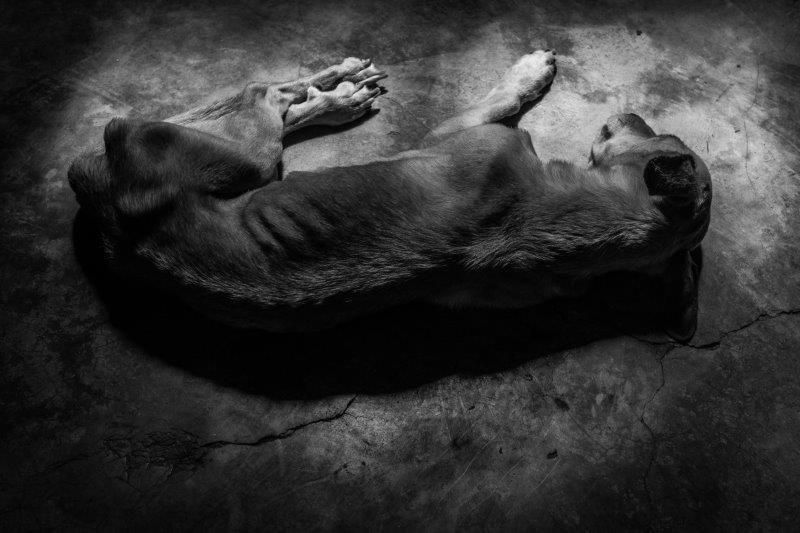 Un perro hambriento descansa sobre el suelo. Foto: Ignacio Marín