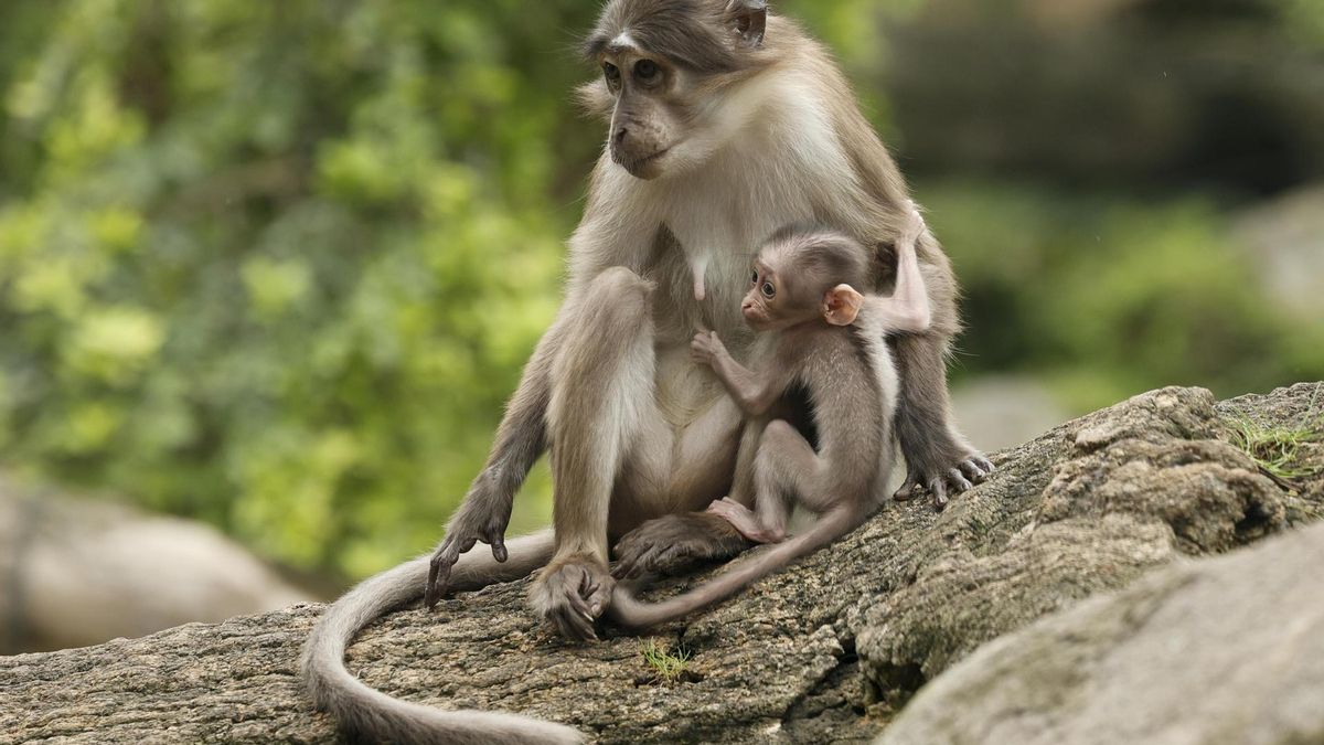 El Bioparc Valencia ha confirmado este martes que ha nacido en sus instalaciones una cría de mangabey de coronilla blanca, un primate muy poco conocido que destaca por su agilidad y por su singular forma de comunicarse a través de los movimientos de sus párpados. En la imagen junto a su madre en el recinto donde convive con el gorila occidental de llanura (¡Gorilla gorilla gorilla').