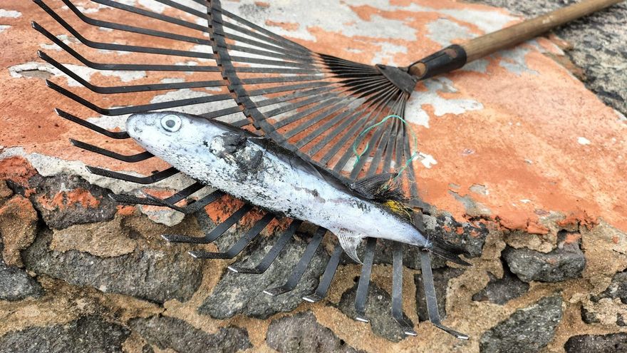 El Ayuntamiento pide precaución ante aparición este fin de semana de peces globo en Las Canteras