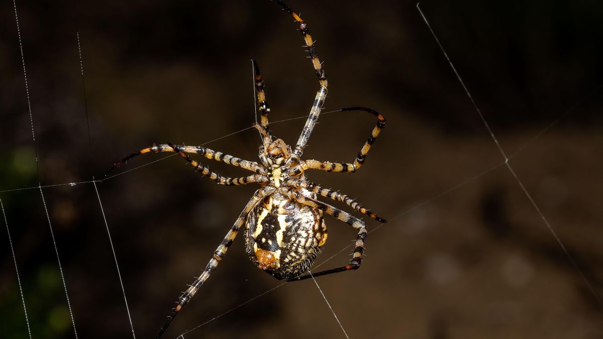 La espiral adhesiva retiene a los insectos al contacto