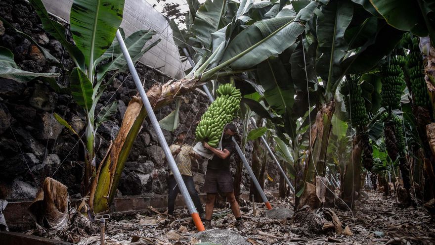 Agricultores, el economista González Viéitez o Podemos se desmarcan de Asprocan y piden un precio mínimo de venta para el plátano