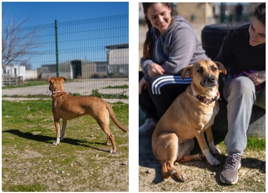 Sierra, una perra rescatada por HOOPE, espera la visita de las voluntarias de esta asociación, que además se ha ocupado de protegerla en el CAP de Torrejón de Ardoz y de buscan adopción para ella
