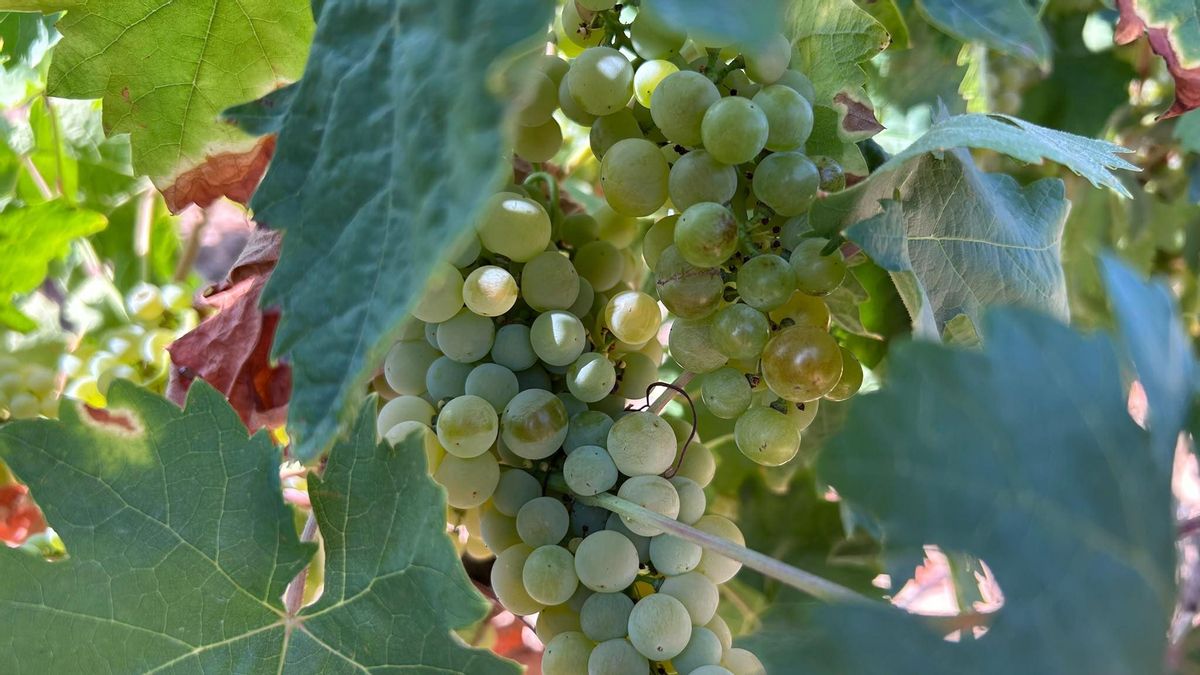 Tempranillo blanco de Viñedos de Aldeanueva a punto de recogerse