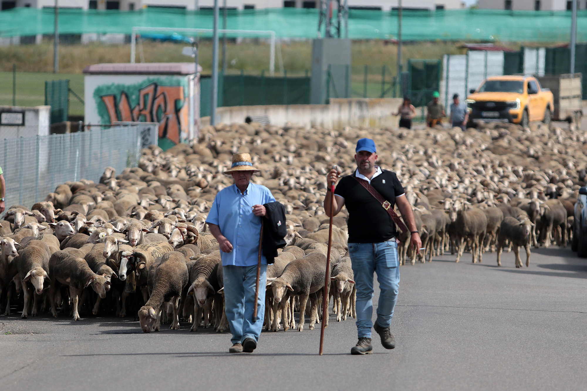 Ovejas merinas atraviesan la ciudad León para pasar el verano en el Puerto de Fontanales