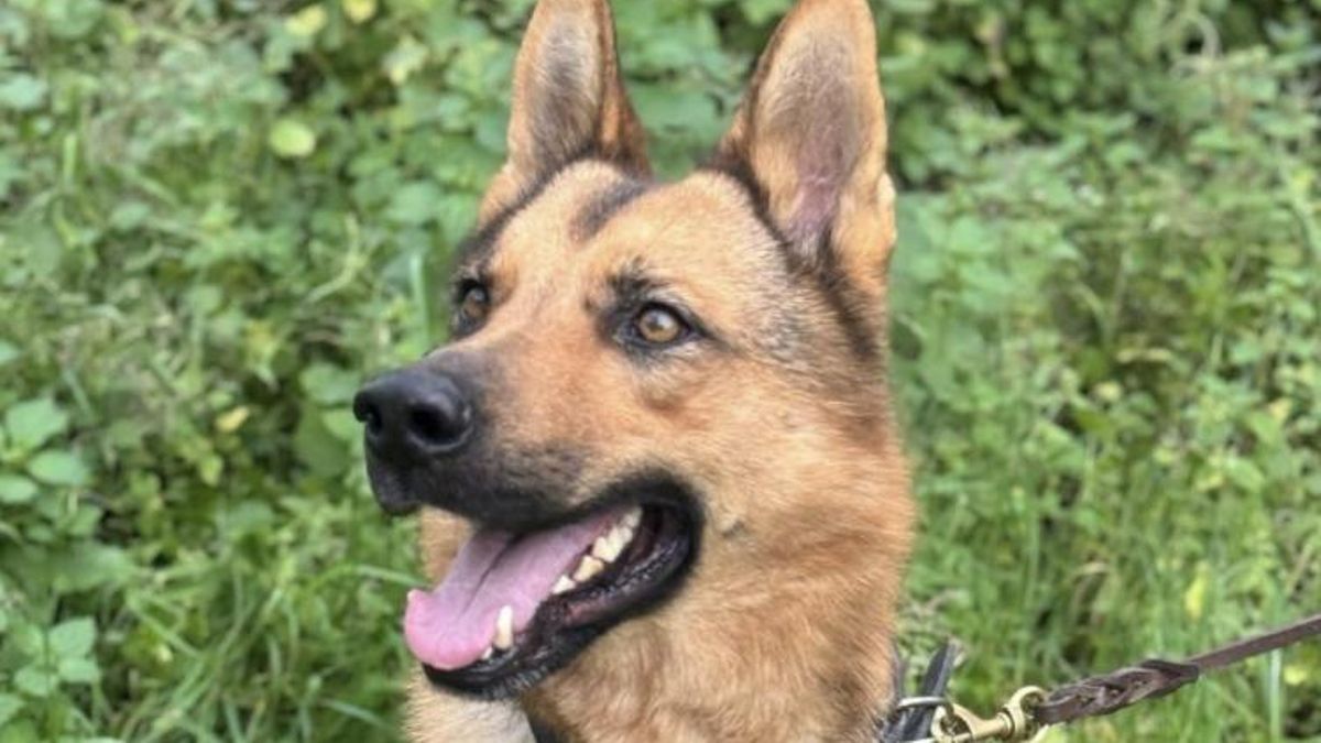 Daftan no tiene suerte: el perro al que abandonaron por partida doble y que busca una familia de verdad