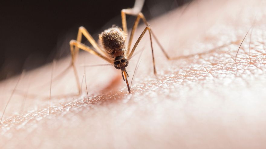 Virus del Nilo Occidental en Canarias: cómo ha llegado, qué riesgo existe y cuáles son sus síntomas