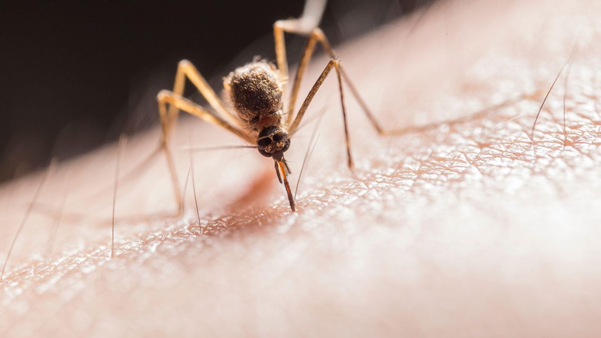 Virus del Nilo Occidental en Canarias: cómo ha llegado, qué riesgo existe y cuáles son sus síntomas