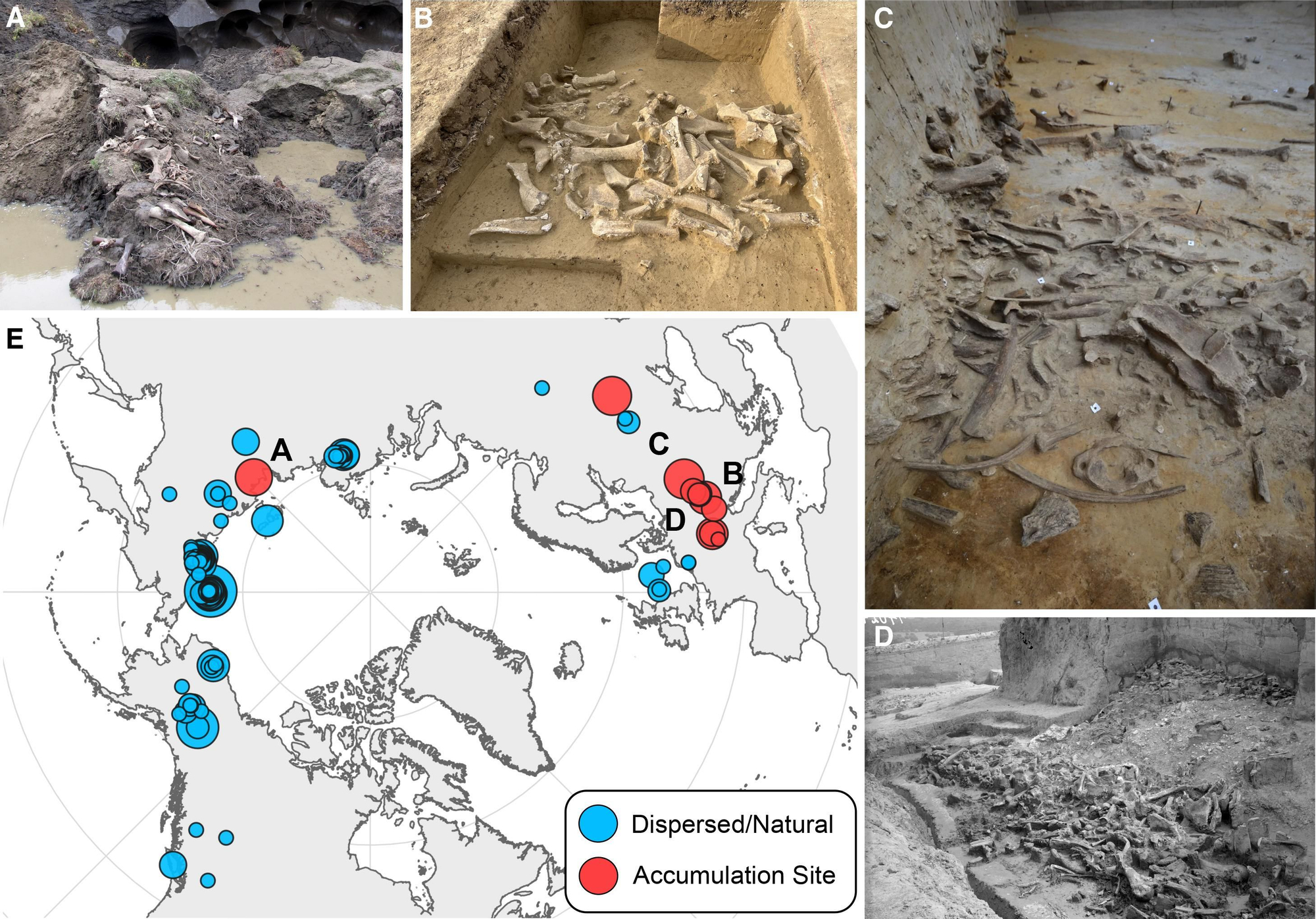Documentación de excavación de cuatro yacimientos de acumulación de huesos y la ubicación geográfica de los mamuts lanudos analizados en este estudio.