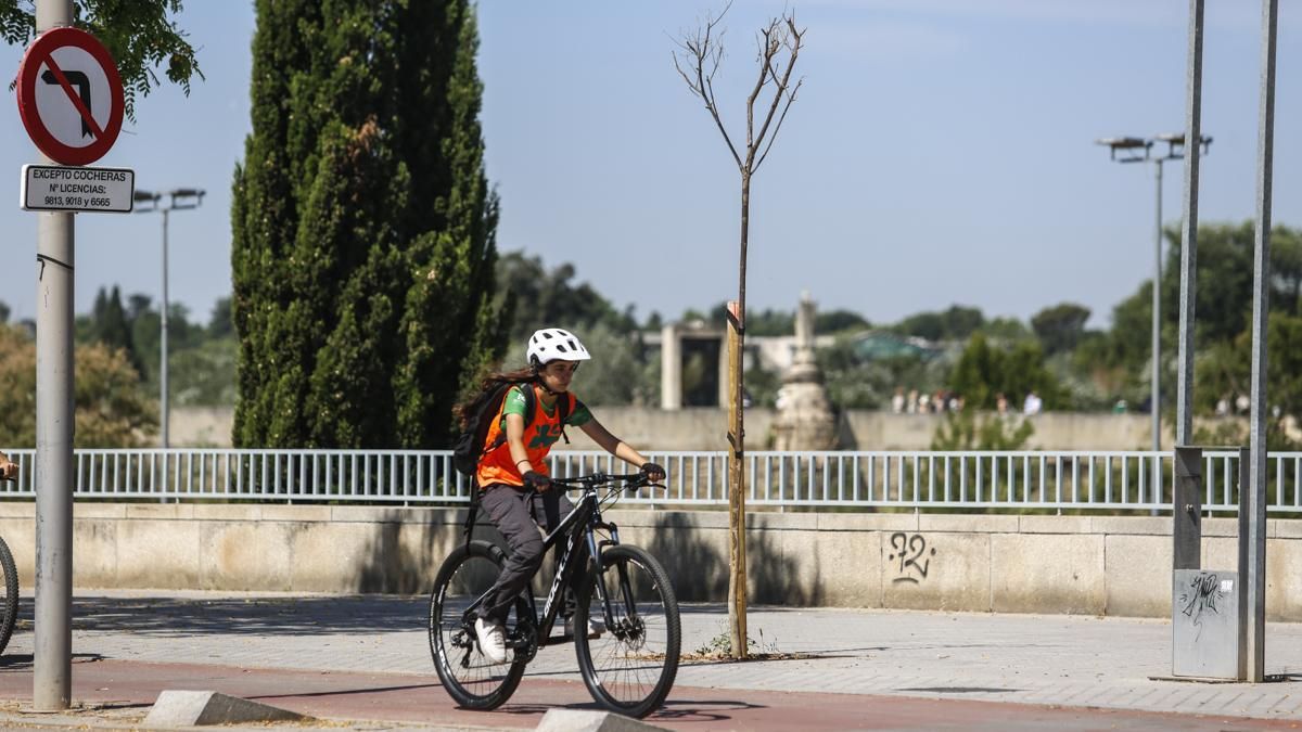 Ecologistas proponen llegar a una cobertura arbórea del 40% en la ciudad con el Plan del Arbolado de Córdoba