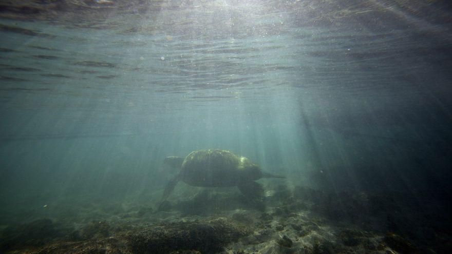 Una tortuga nada en aguas del sur de Tenerife