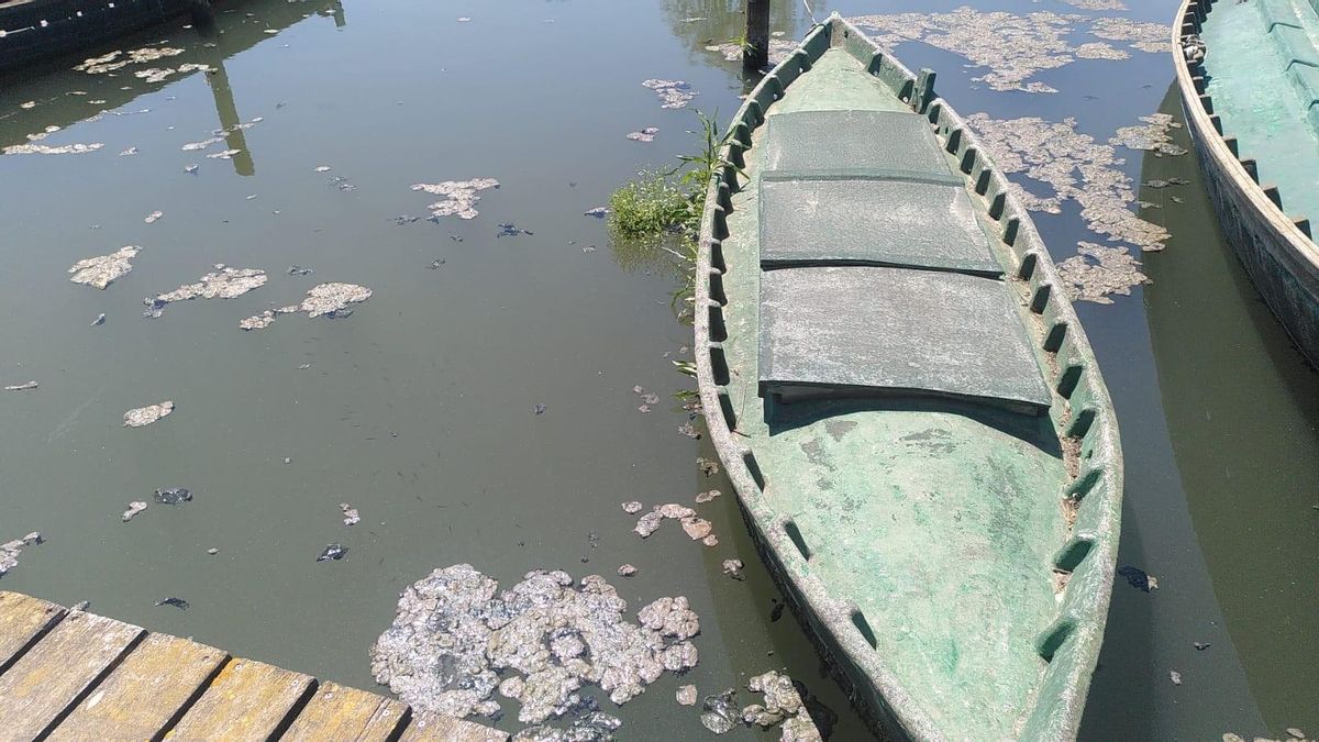 Restos de vertidos en el lago de l'Albufera de València.
