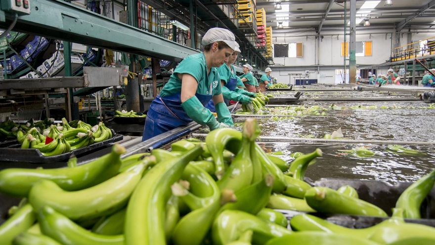 Limpieza de plátanos