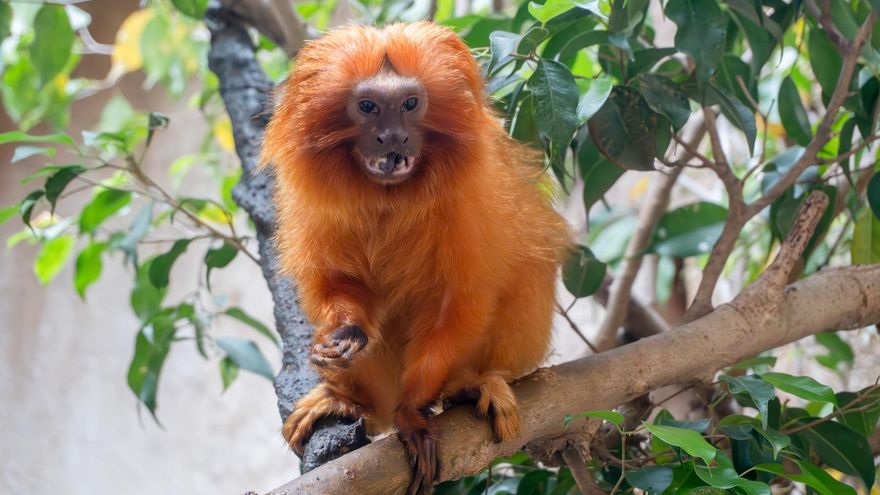 El tití león dorado, en peligro crítico de extinción, halla refugio en Fuengirola (Málaga)