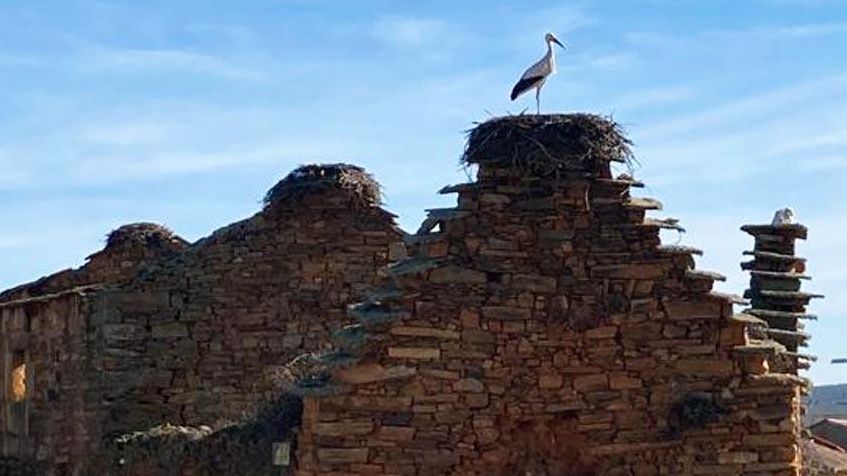 Castilla y León se consolida como principal reducto de la cigüeña blanca en España, con retroceso en Extremadura y Navarra