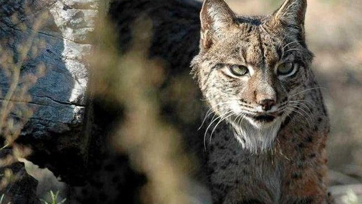 Muere atropellado un lince ibérico en la A-473 en Sevilla, el quinto de 2016 en Andalucía