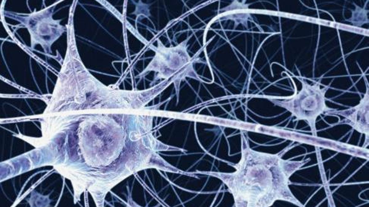 Identifican las células que generan nuevas neuronas en el cerebro adulto humano