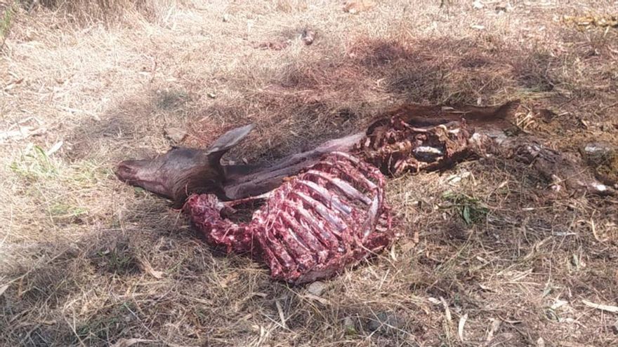 Denuncian la presencia de cazadores furtivos en el Parque Periurbano de Los Villares