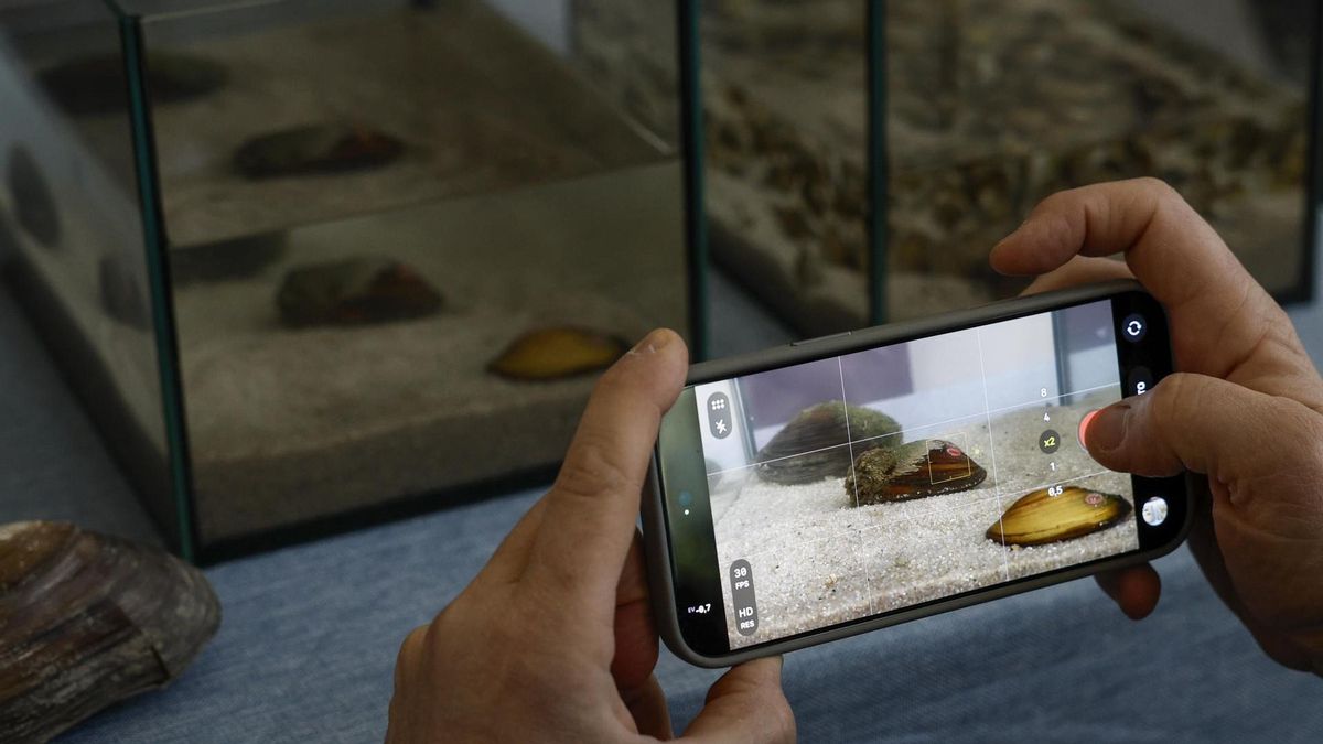 Una persona toma una imagen de unos petxinots durante la presentación de una alianza entre la Fundación Oceanogràfic y la Fundación Aguas de Valencia, con la colaboración de la Generalitat, centrada en la conservación de este molusco de agua dulce en peligro de extinción estrechamente vinculado al ecosistema de l’Albufera.