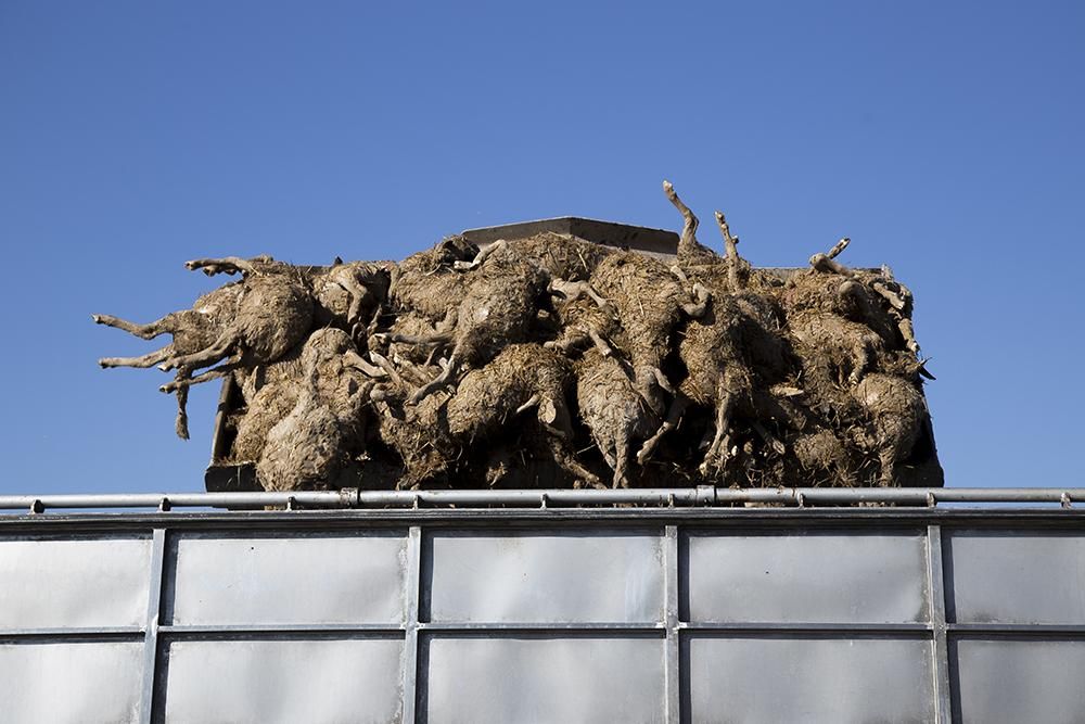 Un volquete cargado de corderos muertos tras la ríada del Ebro en Nuez de Ebro /Tras los Muros-PACMA