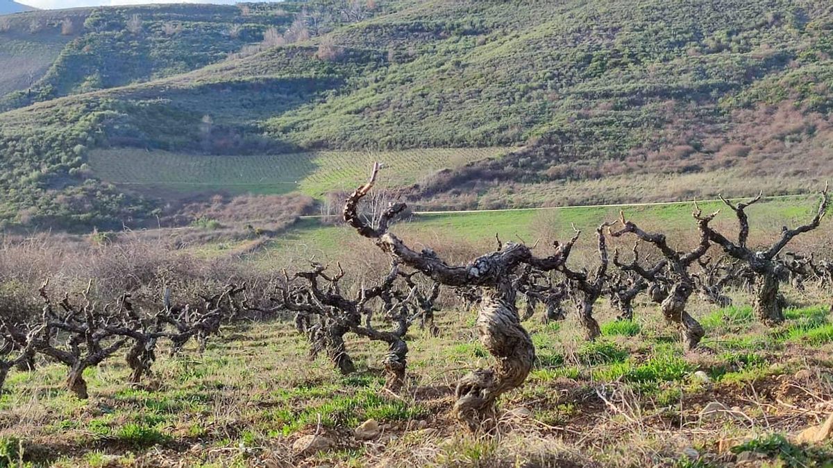 Las viñas de Banzao antes de que el fuego llegara este verano a San Pedro de Olleros.