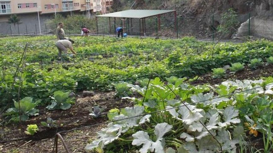 Imagen de archivo del huerto urbano de El Velachero, en Santa Cruz de La Palma.