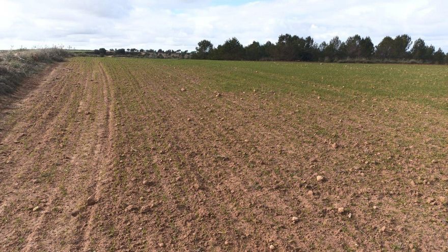 Más ayudas, ampliar la caza o contratar huroneros, nuevas medidas de Castilla-La Mancha contra la plaga de conejos