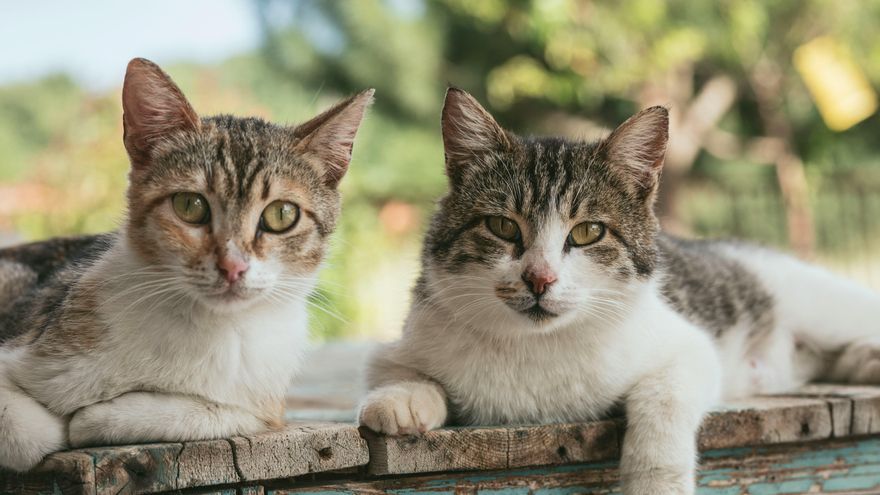 El estudio de los tumores en gatos domésticos ofrece nuevas claves para entender el cáncer humano
