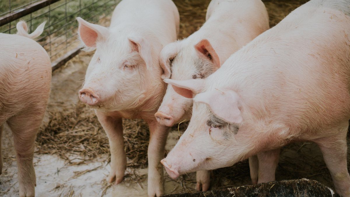 El precio de la carne de cerdo en origen baja en dos años un 29% mientras que en el supermercado ha subido un 7%