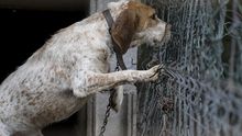 "Promoviendo el Veganismo" denuncia la situación en la que se encuentran los perros de caza en el Pirineo aragonés.