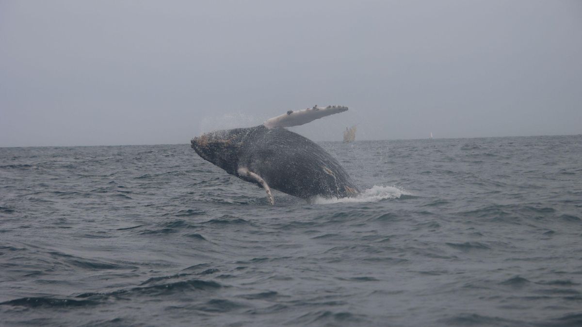 La ruta de Tuta: revelan el viaje completo de una ballena jorobada desde Perú hasta la Antártida