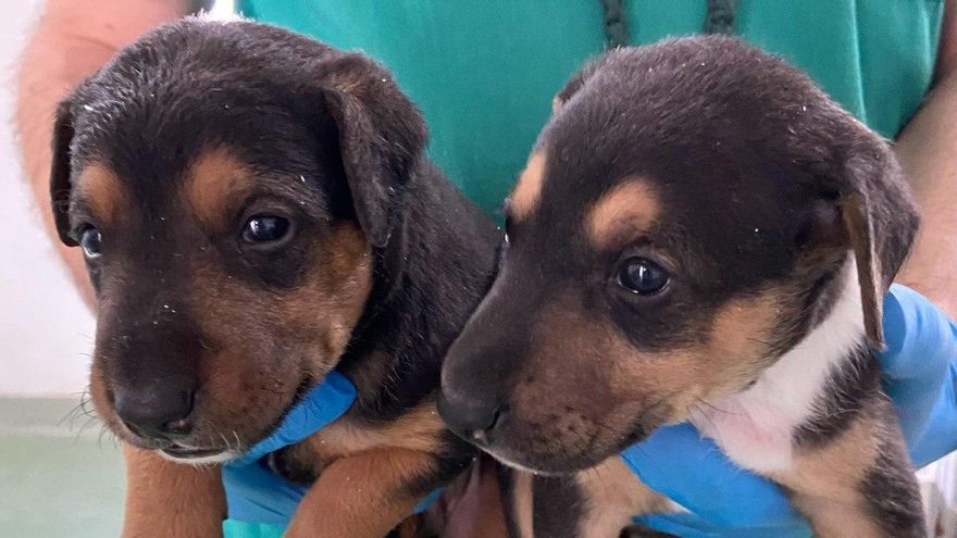 La Ley de Bienestar Animal ayuda a reducir un 9,2% las mascotas abandonadas recogidos por Sadeco.