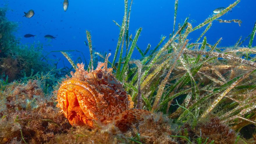 El plan de rescate del mar pasa por generar un vínculo con el océano : “La tecnología no nos va a salvar”
