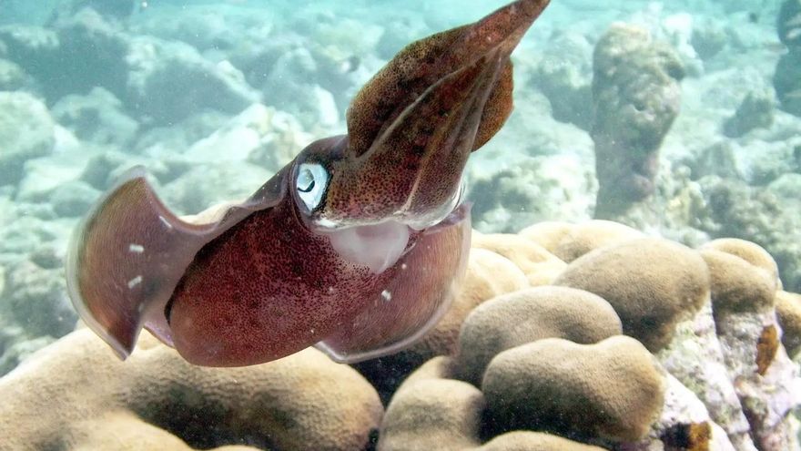 Así es como los calamares y sepias sobrevivieron a la gran extinción hace 100 millones de años