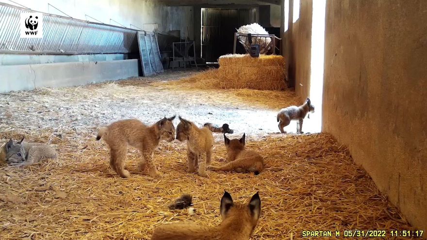 Cachorros en el pajar de Ciudad Real