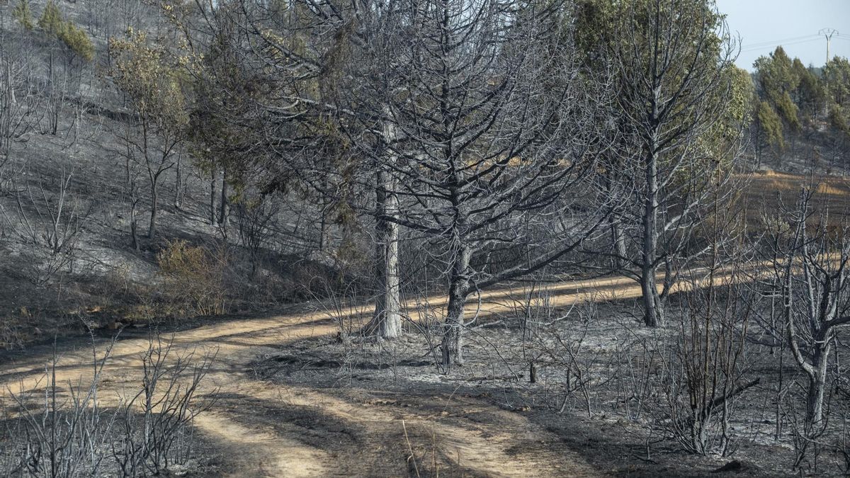 Estas son las ayudas de la Diputación de Guadalajara a los afectados por los incendios de La Mierla y Selas
