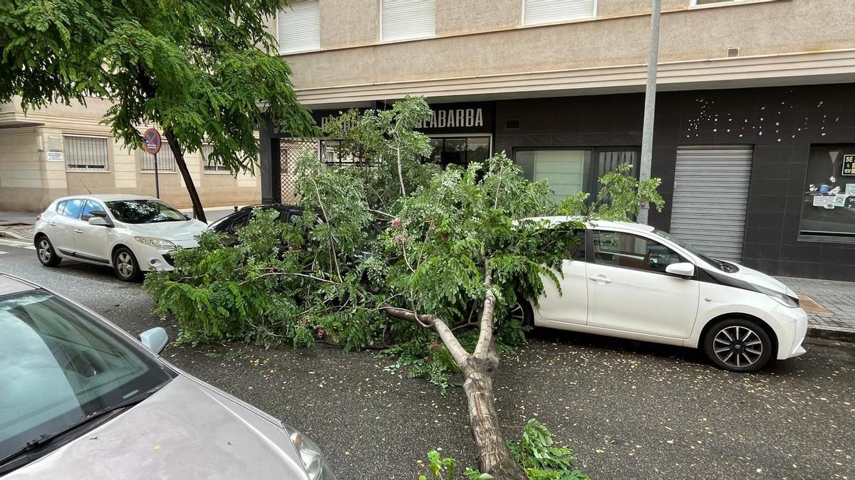 Árbol caído este sábado en la calle Pintor Racionero Castro.