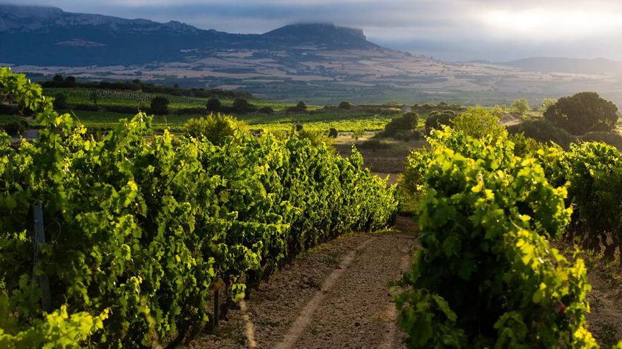 Los viticultores pueden solicitar en una plataforma la revisión de los rendimientos de los viñedos